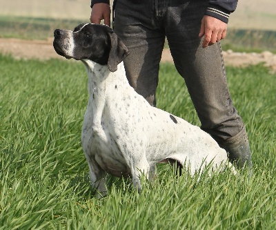 du triangle de l'or bleu - L'officiel du chien de chasse