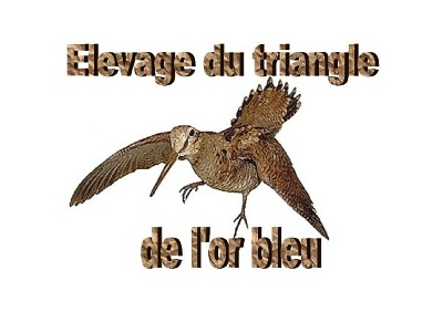 du triangle de l'or bleu - ****JOYEUX  NOEL ****