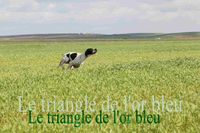 du triangle de l'or bleu - Remerciements à M.Dampérat