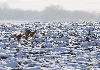  - Sale temps sur la grande quête