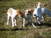  - Nouvelles photos des chiots