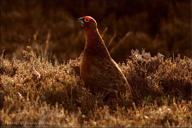 du triangle de l'or bleu - Setter & Pointer Magazine